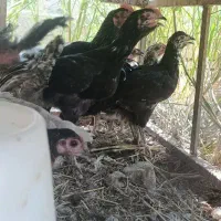 نیمچه مرغ و خروس محلی
