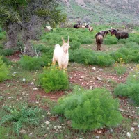 دو عدد پازن جوان  ..مست