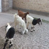 بزغاله جنس|حیوانات مزرعه|گنبد کاووس, |دیوار