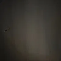 نیاز مند همخونه