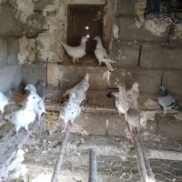 کوهی