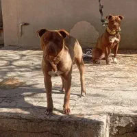 سگ پیت بول نر و ماده