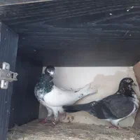 کبوتر جفتگاهی