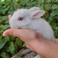 خرگوش|موش و خرگوش|خرمشهر, |دیوار