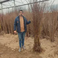 تولید نهال بادام فرانیس پایه تلخ|خدمات باغبانی و درختکاری|بروجرد, |دیوار