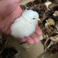 جوجه محلی|حیوانات مزرعه|بابل, |دیوار