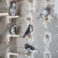 کفتر یا کبوتر|پرنده|شیراز, شیشه‌گری|دیوار