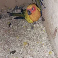 جفت خورشیدی با جوجه