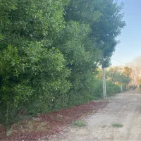 زمین باغ|فروش زمین و ملک کلنگی|شوشتر, |دیوار