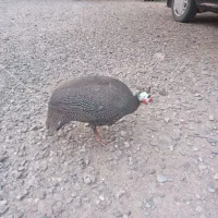 مرغ شاخدار نر