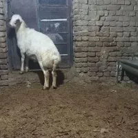 بره قوچ گوسفند میش شیشک|حیوانات مزرعه|ملایر, |دیوار