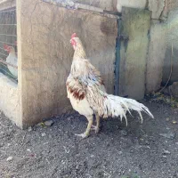 خروس لاری و کفتر