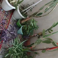 تمام گلها باهم|گل و گیاه طبیعی|مرند, |دیوار