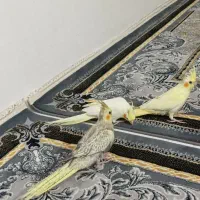 عروس هلندی