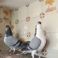 جفت کبوتر دمگیر ظالم جوجه دوست سفت و به شرط