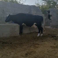 سوران چاه میر