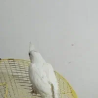 عروس هلندی البینو نر دست آموز