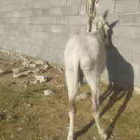 خر نر|حیوانات مزرعه|بهبهان, |دیوار