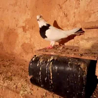 کبوتر|پرنده|کرمانشاه, |دیوار