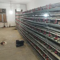 قفس بلدرچین تخم گذار|لوازم جانبی حیوانات|تهران, هلال احمر|دیوار