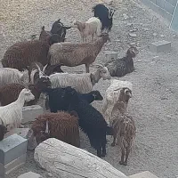 بز و بزغاله میش|حیوانات مزرعه|اصفهان, براآن شمالی|دیوار