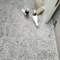 کبوتر طوقی|پرنده|بندر ماهشهر, |دیوار