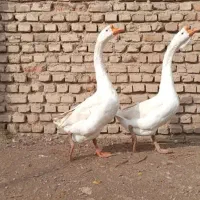 غوغاز|پرنده|کردکوی, |دیوار