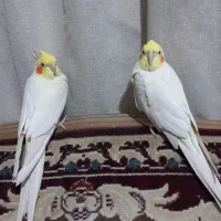 عروس هلندی لوتینیو