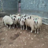 بره درجه یک تمام سنجابی