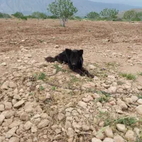 توله ژرمن ،سگ اصیل،سگ نر،سگ نگهبان