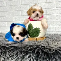 سگ شیتزو فلت عروسکی|سگ|مشهد, الهیه|دیوار