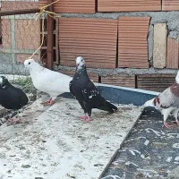 کبوتر پرشی|پرنده|ساری, |دیوار