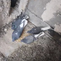 کبوتر دم سفید