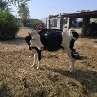 تعدادی گاو مورد فروش