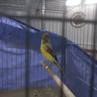 قناری نر جوان بخون