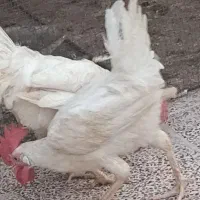 خروس