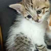 واگذاری بچه  گربه دوماهه