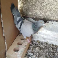 کفتر|پرنده|سرایان, |دیوار