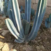 فروش کاکتوس سنپدرو|گل و گیاه طبیعی|زرگرشهر, |دیوار