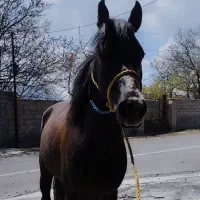 اسب باری سواری