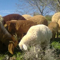 معاوضه ماشین با میش آبستن یا میش بره دار