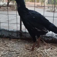 مرغ لاری تخم گذار