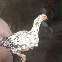 لاری|حیوانات مزرعه|مشگین شهر, |دیوار