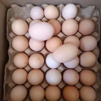 تخم مرغ محلی(بومی)تک زرده و دوزرده|خوردنی و آشامیدنی|اصفهان, خانه اصفهان|دیوار