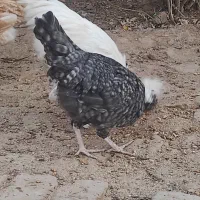 فروش ۴۳ مرغ و خروس جوان که مرغ‌ها تازه تخمگذار شدن