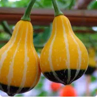 بذر کدو گلابی تزئینی دو رنگ