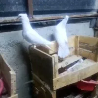 دوعدد کفتر سفید بوشهری  جفتش نر هست