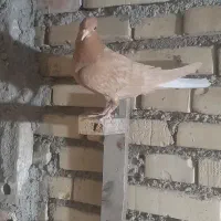 فروش چند جوجه