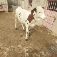 گوساله سیمین تال ماده