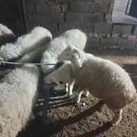 بره نر و ماده|حیوانات مزرعه|رفسنجان, |دیوار